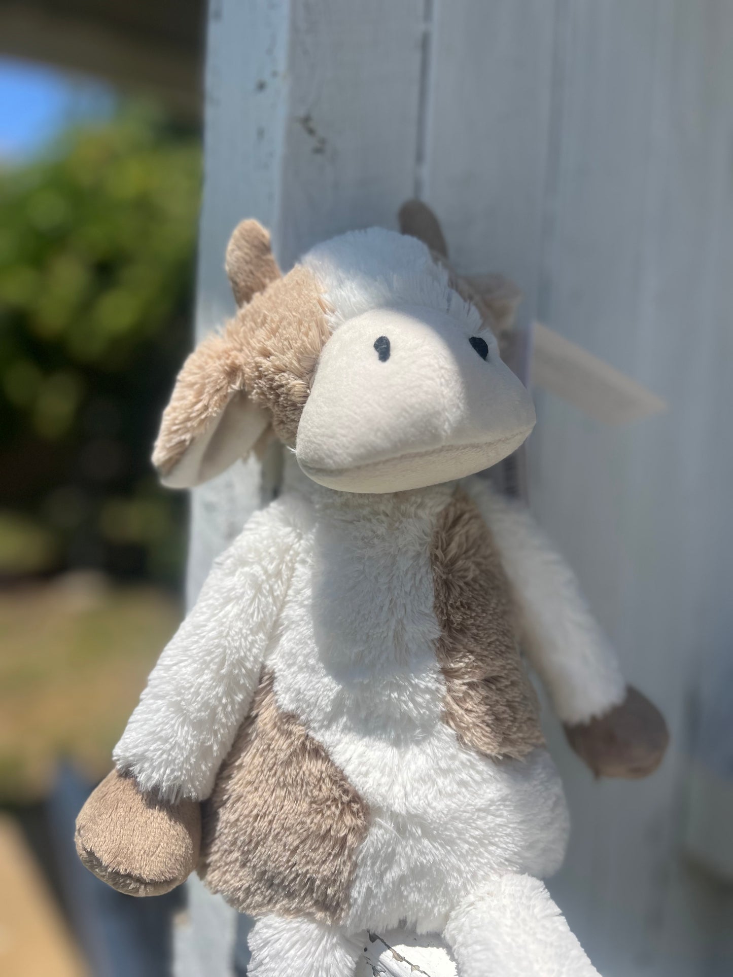 Clover the cows