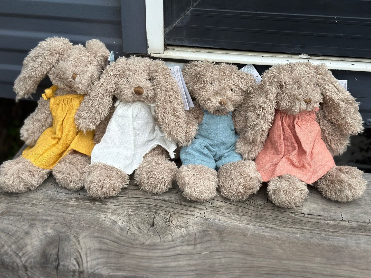 Baby honey bunnies