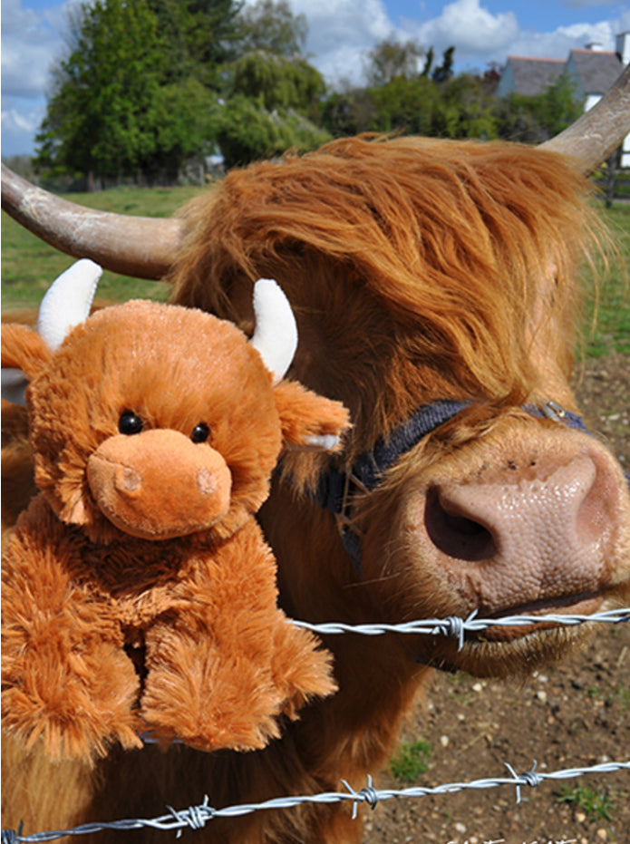 Highland Cows